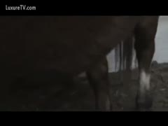 A man takes the anal fuck of a horse